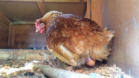 do chickens need to have sex to lay eggs